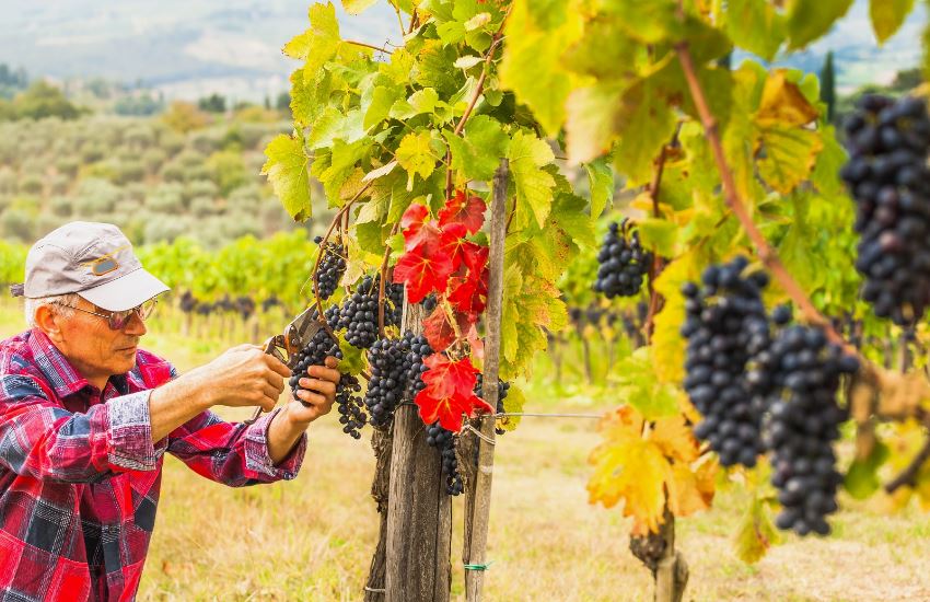 Excursión al Chianti con Degustación de Vinos y Aceite de Oliva